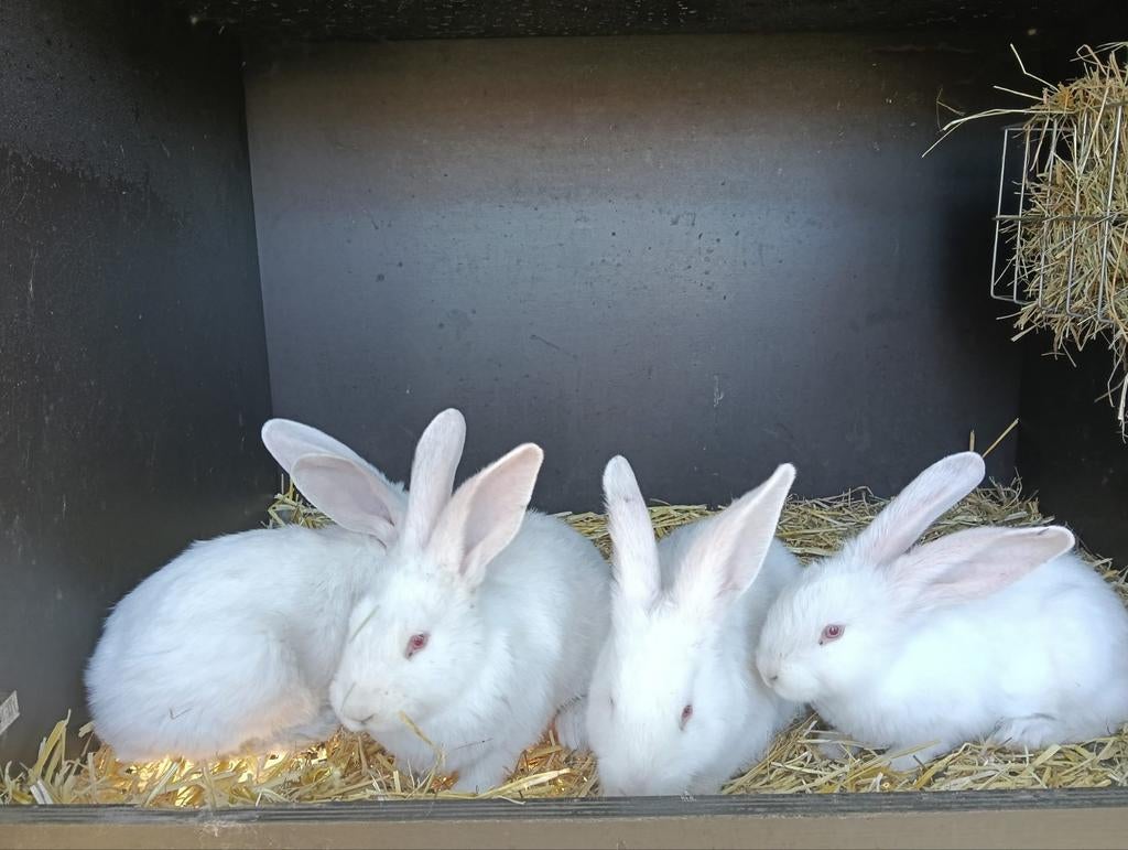 Te koop: Raszuivere Vlaamse Reuzen –  9 weken, Plusieurs animaux, Grand, 0 à 2 ans