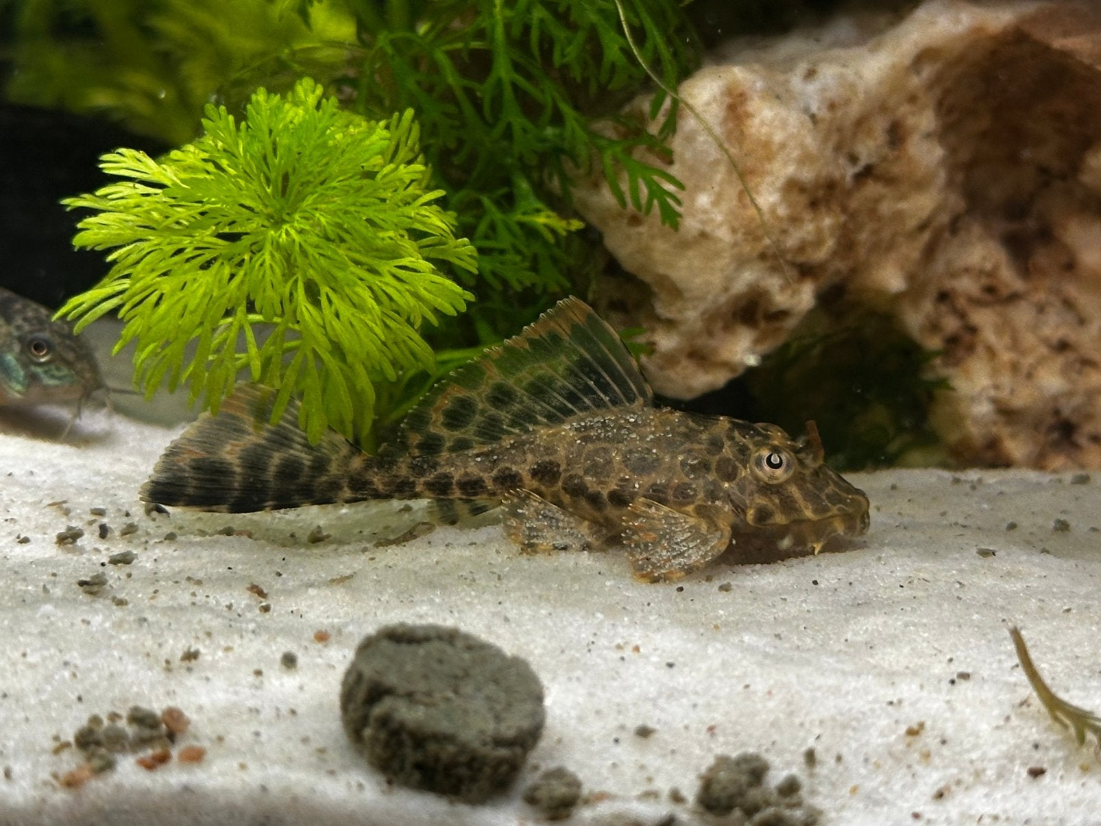 Sailfin Pleco, Poisson, Poisson d'eau douce