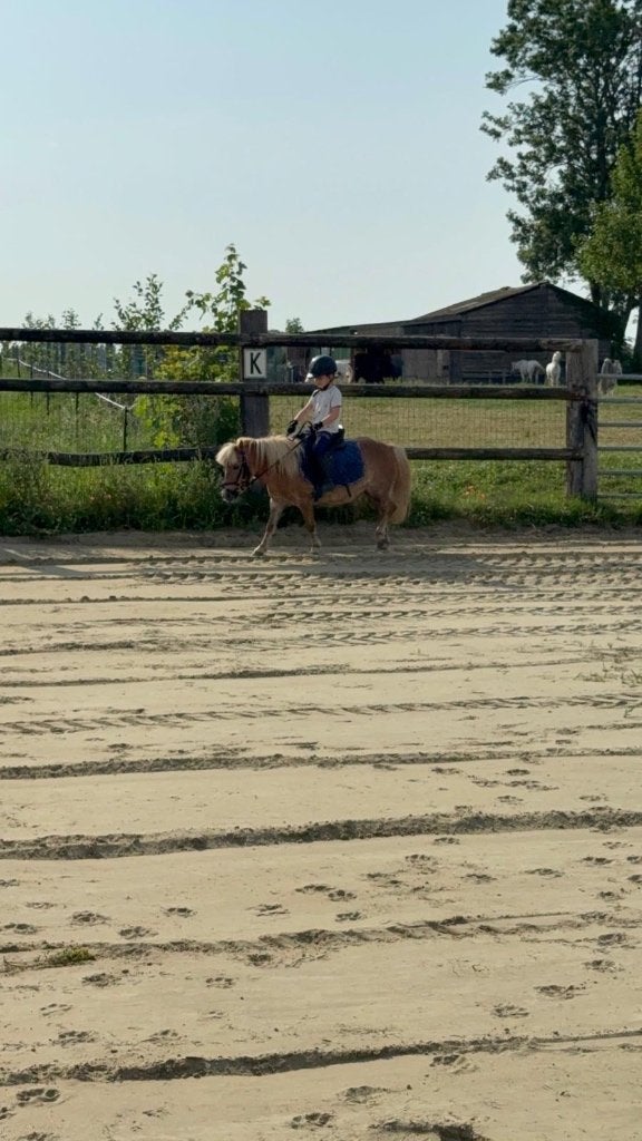 Shetlandpony, Dieren en Toebehoren, Pony's, Merrie, B, A pony (tot 1.17m), Gechipt