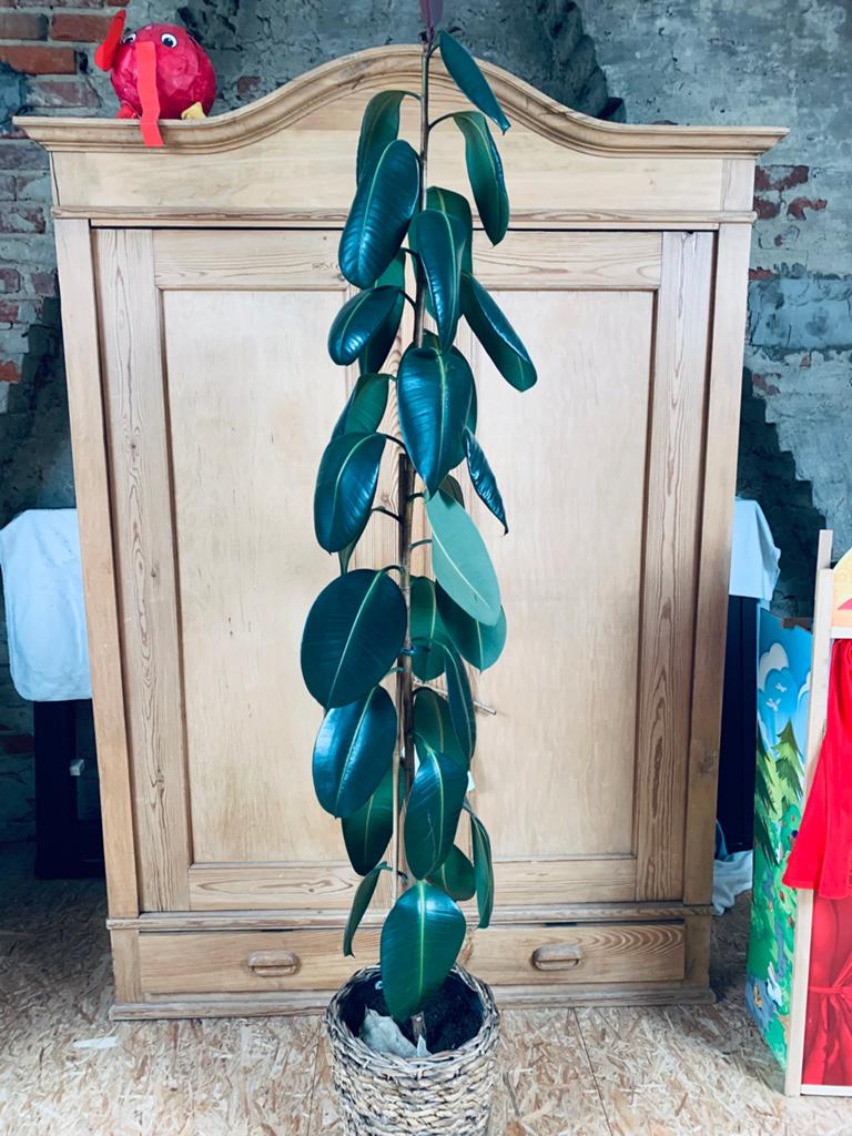 Ficus elastica -rubberplant, Huis en Inrichting, Kamerplanten, Ophalen, Ficus, Halfschaduw, In pot
