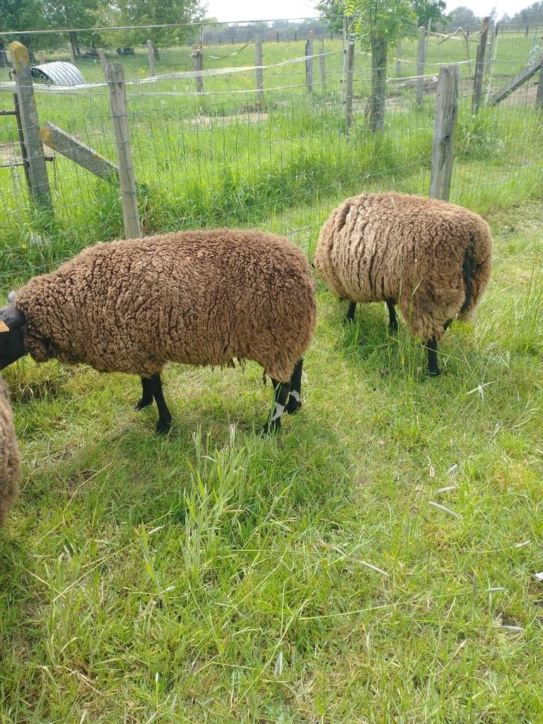 Te koop 2 zwaare vrouwelijke schapen bieden vanaf 225€stuk, Dieren en Toebehoren, Schapen, Geiten en Varkens