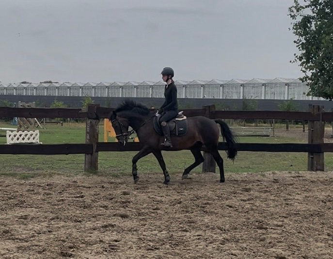 Mooie d pony merrie, Animaux & Accessoires, Poneys, Jument, Poney D (1.37 m à 1.48m), 7 à 10 ans