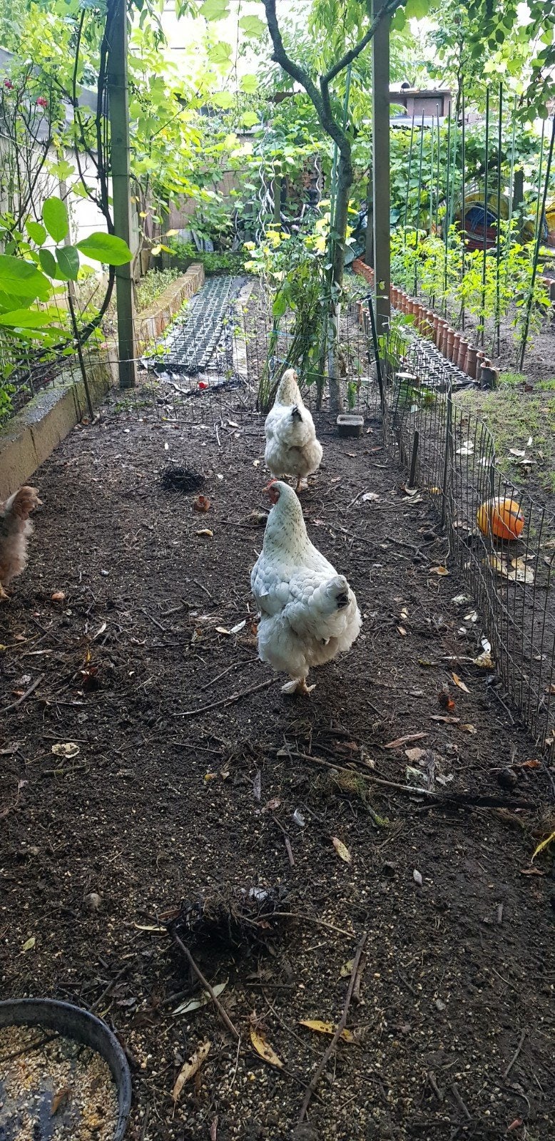 Wit brahma kip, Dieren en Toebehoren, Kip