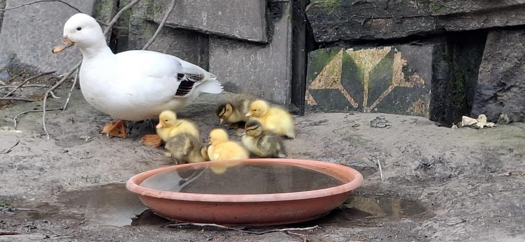 Hollandse kwakers, Dieren en Toebehoren, Pluimvee, Eend