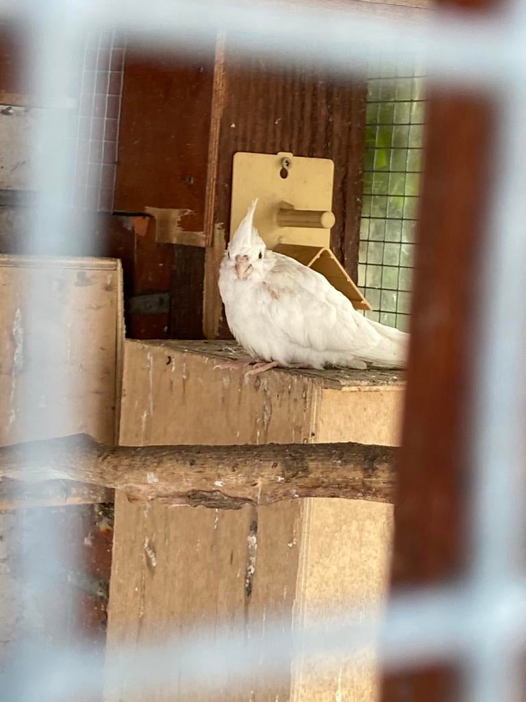 Valkparkiet, Dieren en Toebehoren, Geslacht onbekend, Tam