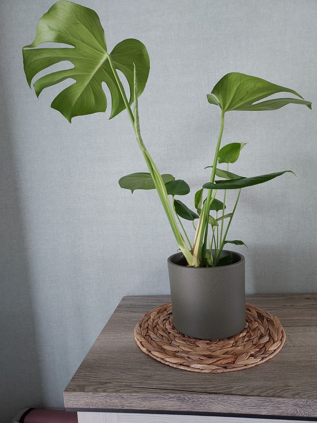 kamerplant zonder buitenpot, Maison & Meubles, Plantes d'intérieur, Enlèvement