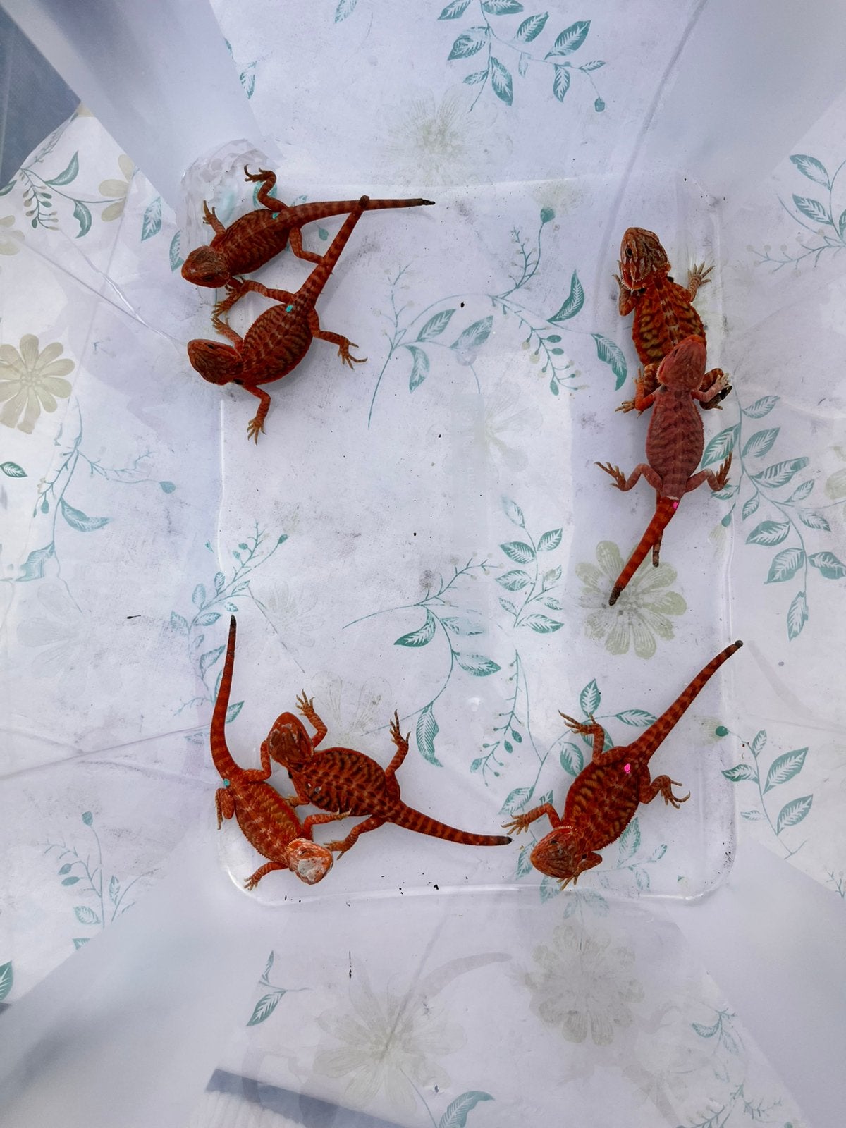 Magnifiques bébés dragons rouge intense - UN PRIX FORTUIT !, Animaux & Accessoires