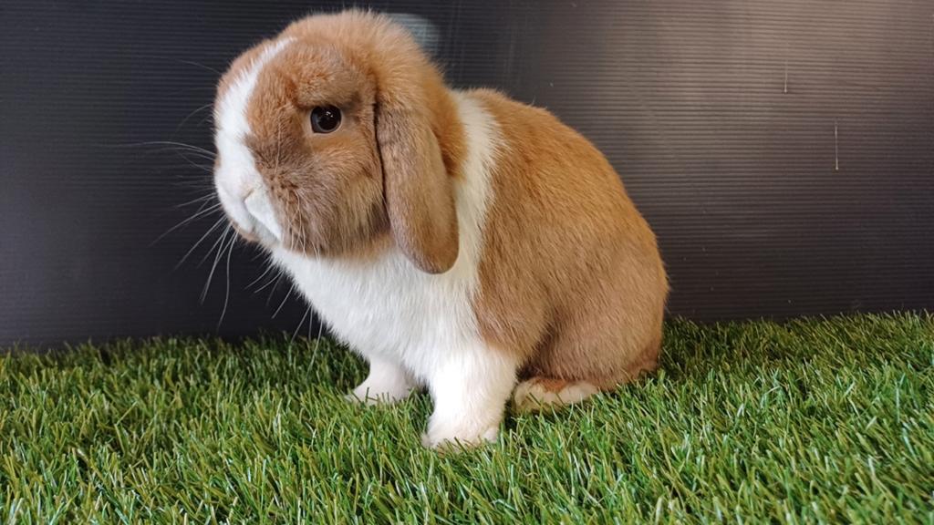 Zindelijke raszuivere handtamme mannelijke minilop konijn, Dieren en Toebehoren, Mannelijk, Dwerg, Hangoor, 0 tot 2 jaar