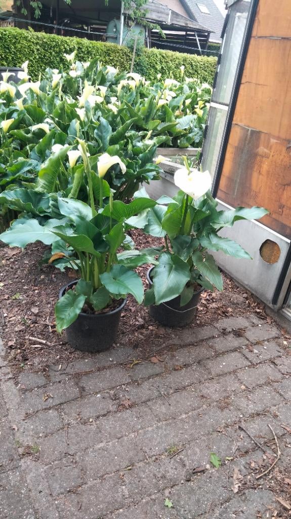Aronskelken in pot of boeket, Tuin en Terras, Ophalen