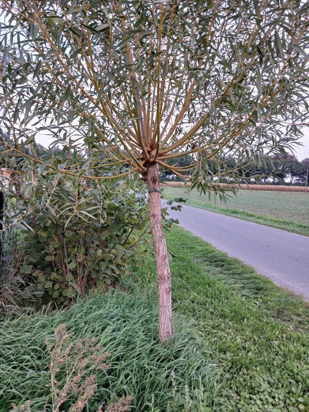 gele/goude knotwilg, Tuin en Terras, Ophalen, Overige soorten