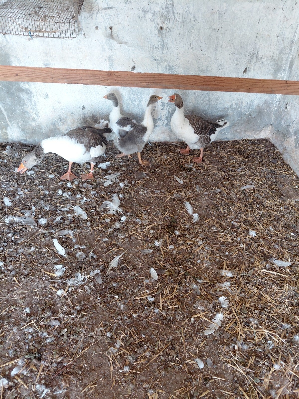 Vlaamse ganzen⅕, Dieren en Toebehoren