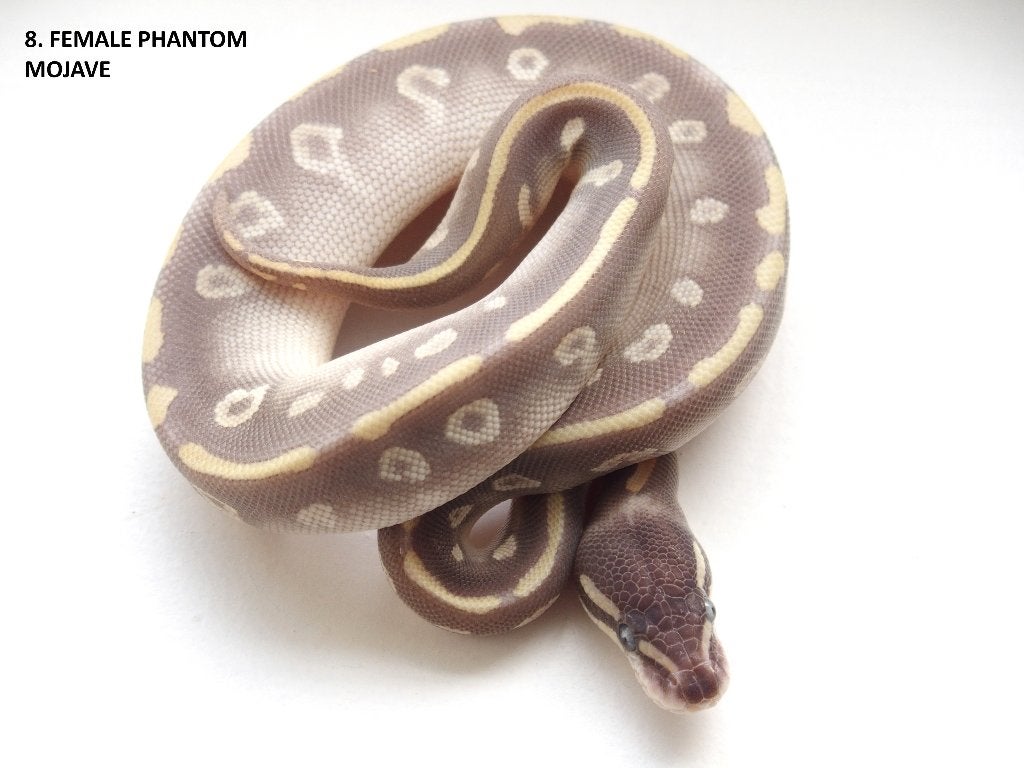 Koningspythons nakweek 2026 Ball Python photo 8