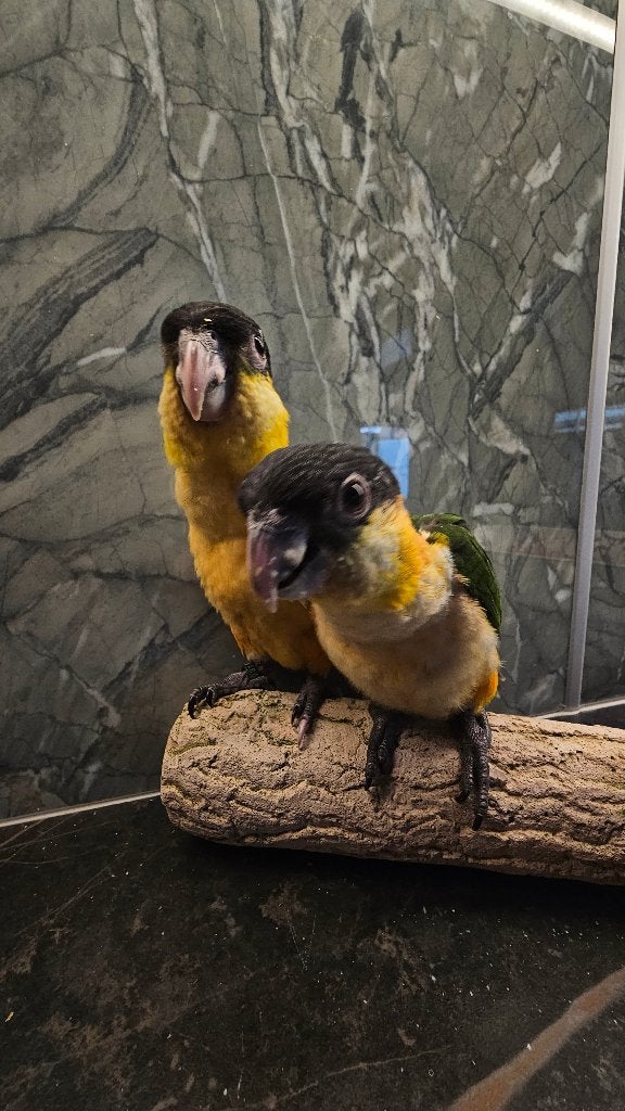Zwartkop caique, Meerdere dieren, Papegaai, Tam