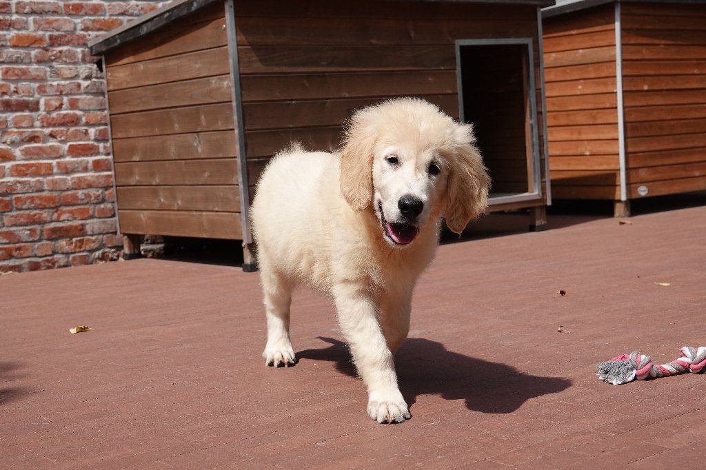 Magnifiques chiots Golden Retriever, avec pedigree, Golden retriever, Maladie de Carré (chiens), Plusieurs, Belgique