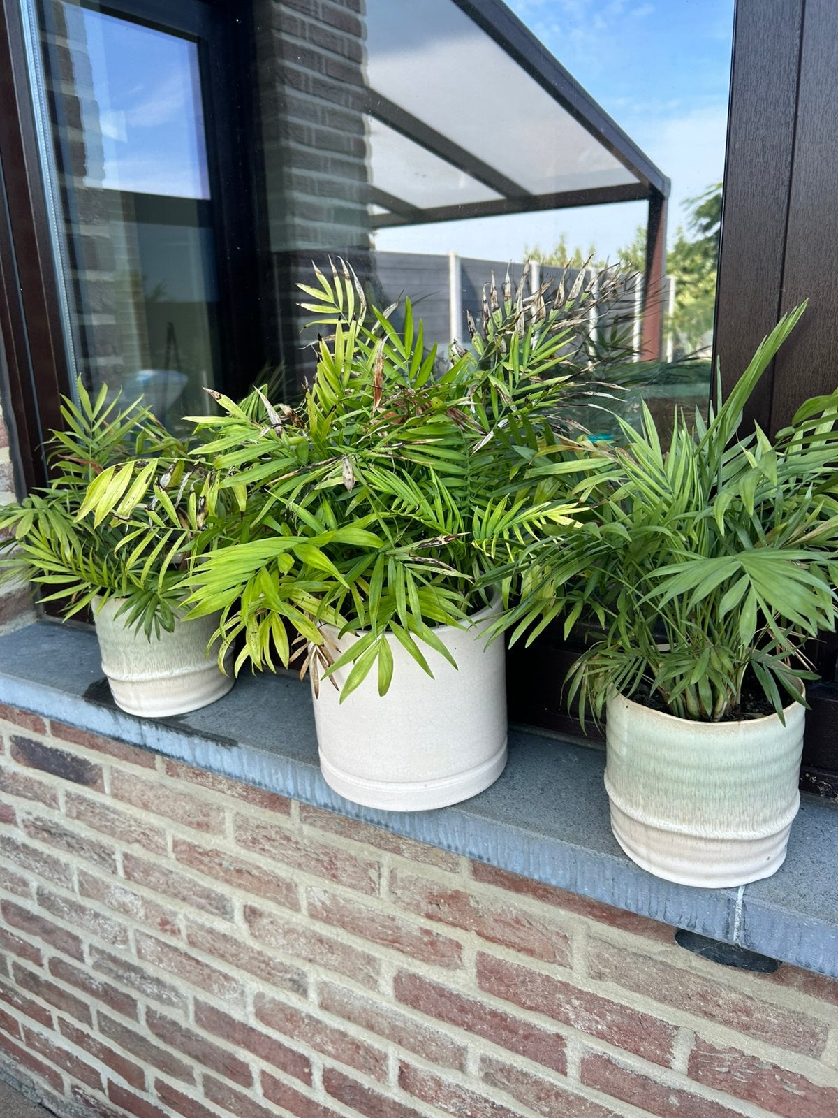 3 planten met potten 10€, Tuin en Terras, Ophalen