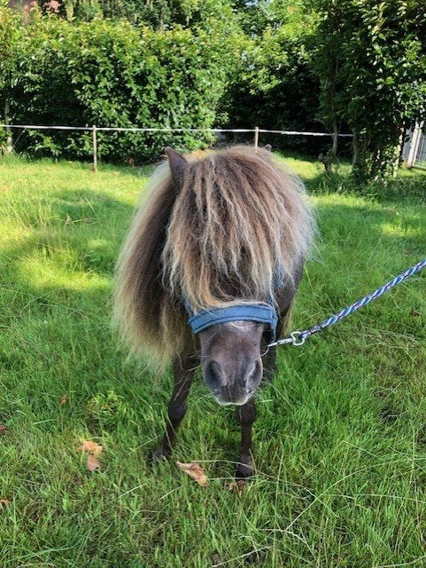 minipaardje ruin en nmprs ,amha hengsteveulentje, Dieren en Toebehoren, Met stamboom, Ruin, Niet van toepassing, A pony (tot 1.17m)