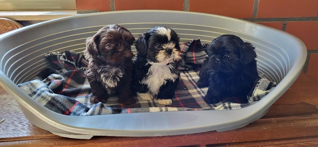 Shih Tzu pup, Plusieurs, Chihuahua, Hépatite contagieuse (maladie de Rubarth), Belgique