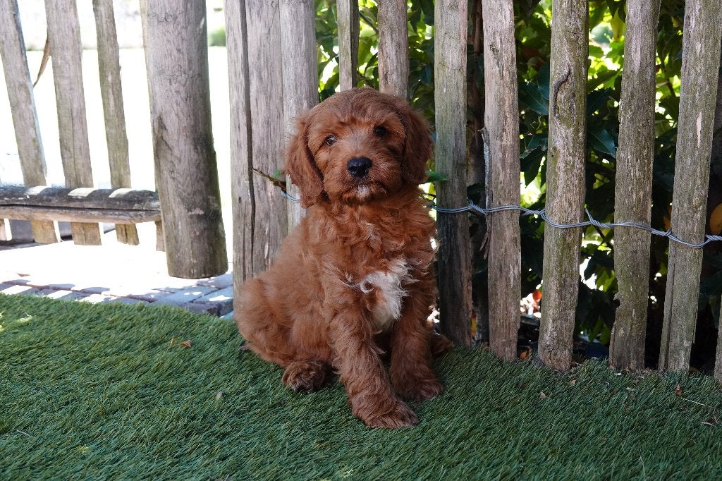 Prachtige abrikoos/rode Cavapoo pups, Dieren en Toebehoren, Honden | Chihuahua's en Gezelschapshonden, België, Overige rassen