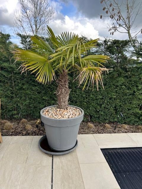 prachtige palmboom winterhard, Tuin en Terras, Planten | Tuinplanten, Vaste plant, Bloeit niet, Halfschaduw, Ophalen