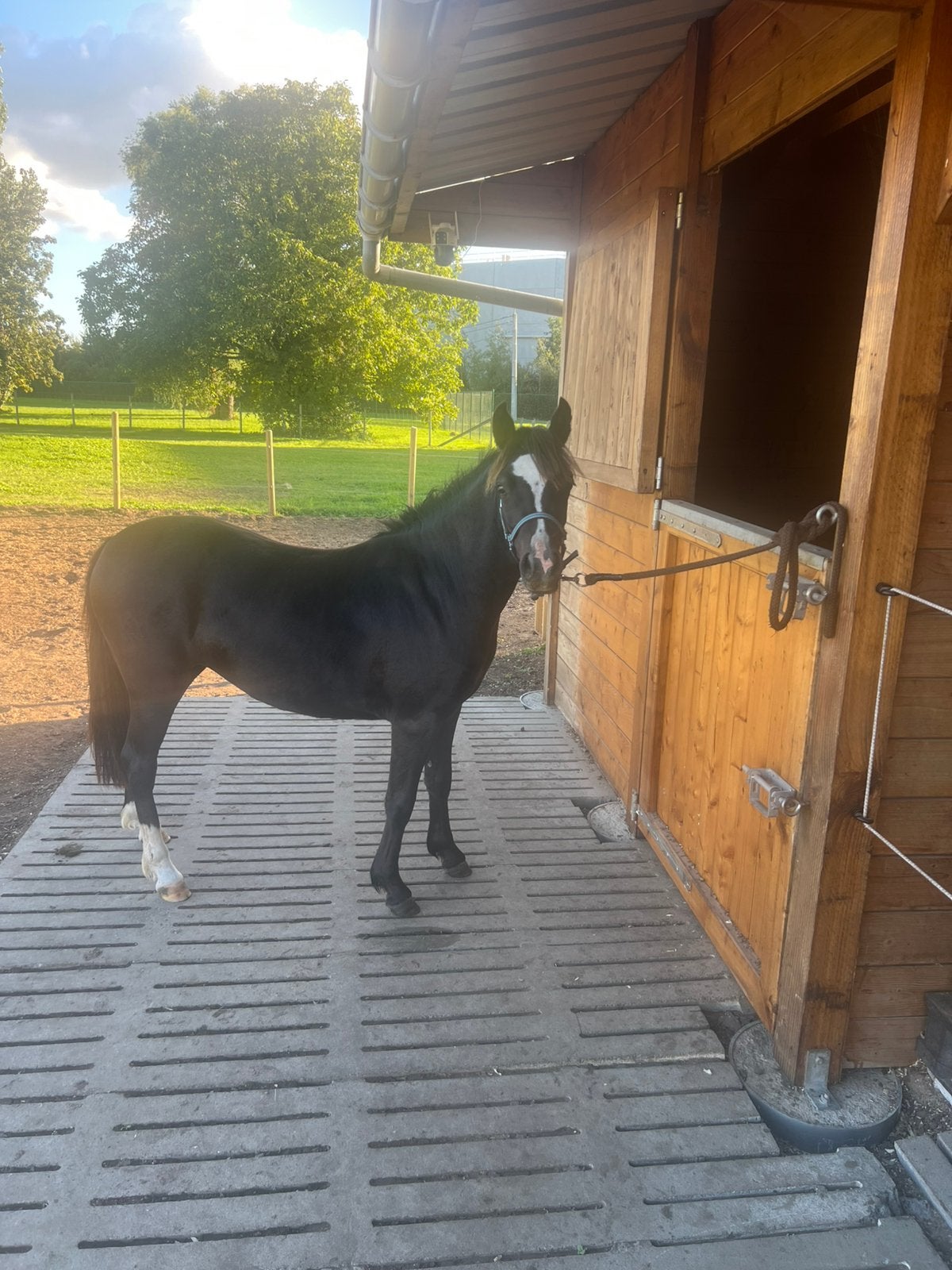 Welsh merry pony te koop, Poney B (1.17 m à 1.27 m), Poney de récréation, 0 à 2 ans, Vermifugé
