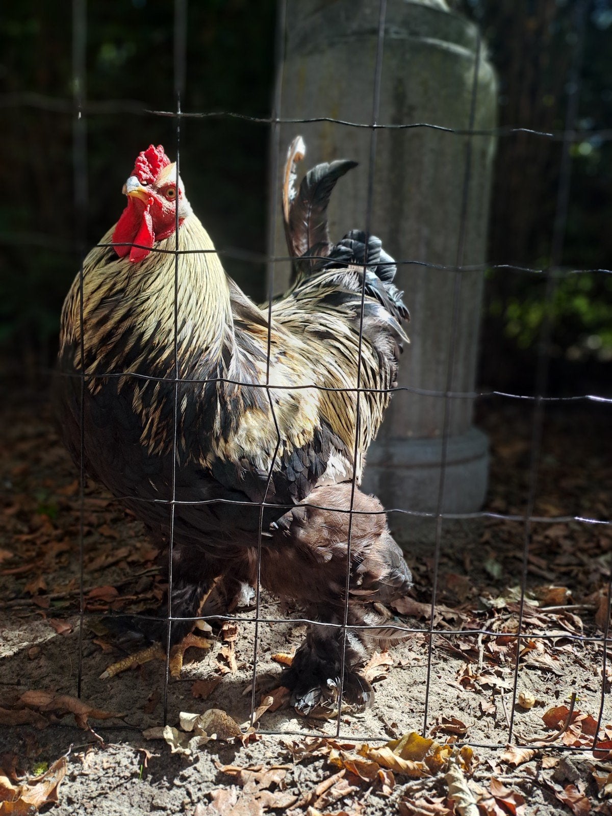 bramha haan 50cm, Dieren en Toebehoren