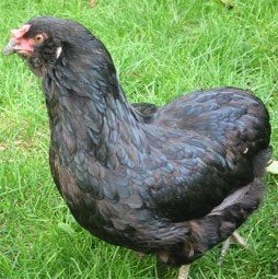Kleurleggers: Marans, Araucana, Creamlegbar, Eurocana, ..., Dieren en Toebehoren, Pluimvee, Kip