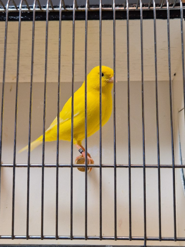 Jonge kanaries te koop, Dieren en Toebehoren, Kleurkanarie