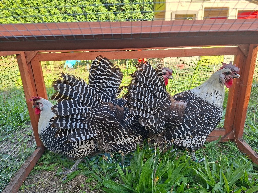 Zilverbrakel hennen, Femelle, Poule ou poulet