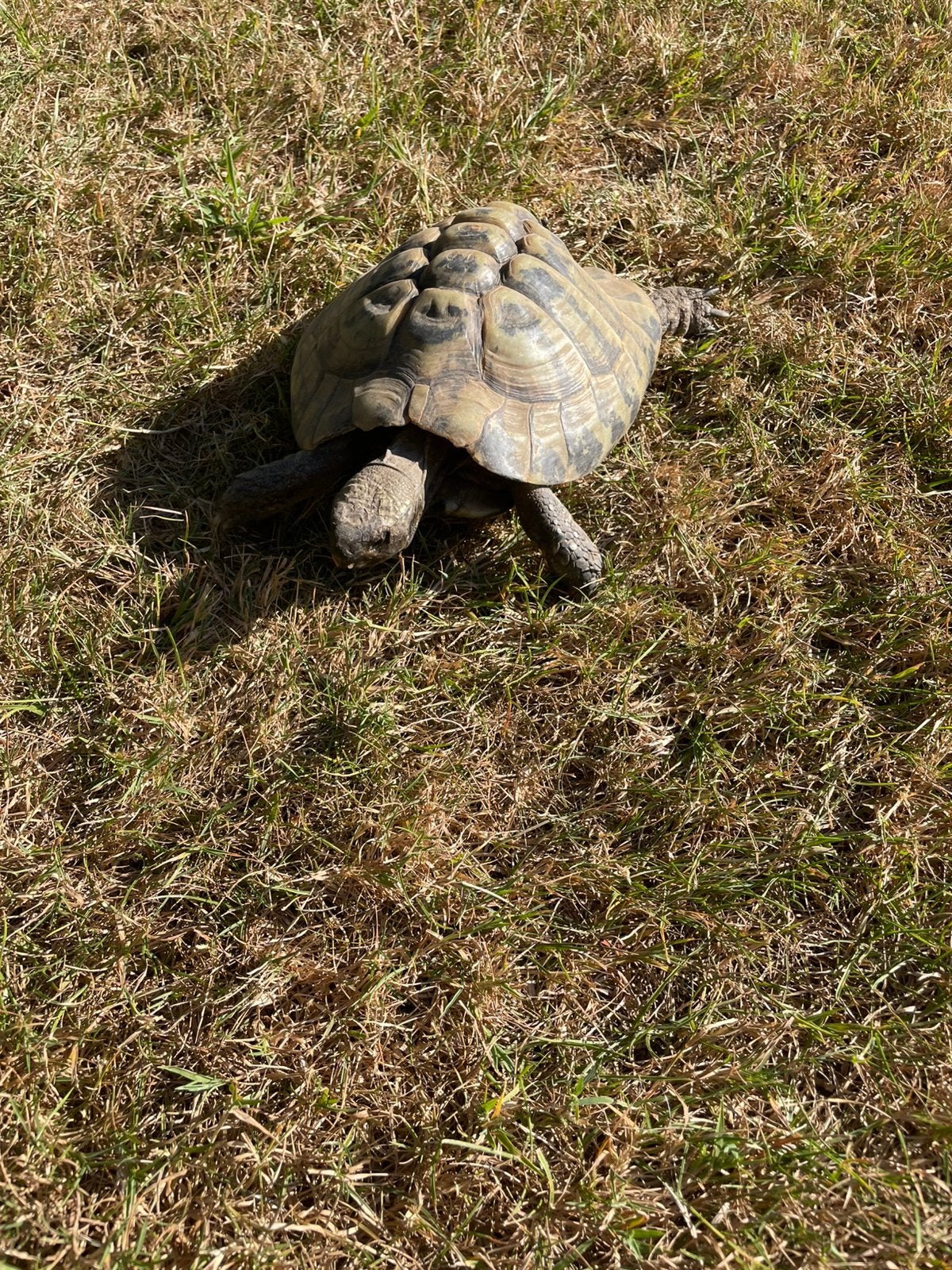 Mannelijke landschildpad, Dieren en Toebehoren, Reptielen en Amfibieën, Schildpad, 11 jaar of ouder