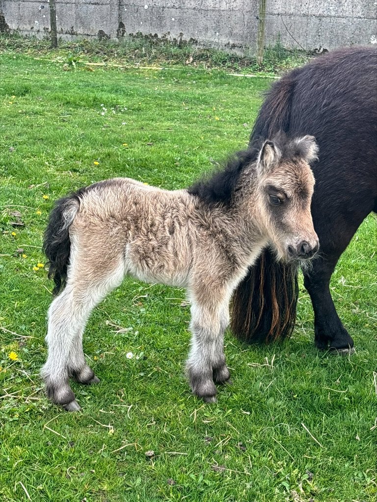 hengst veulen valk, Dieren en Toebehoren, Met stamboom, Niet van toepassing, 0 tot 2 jaar, Hengst