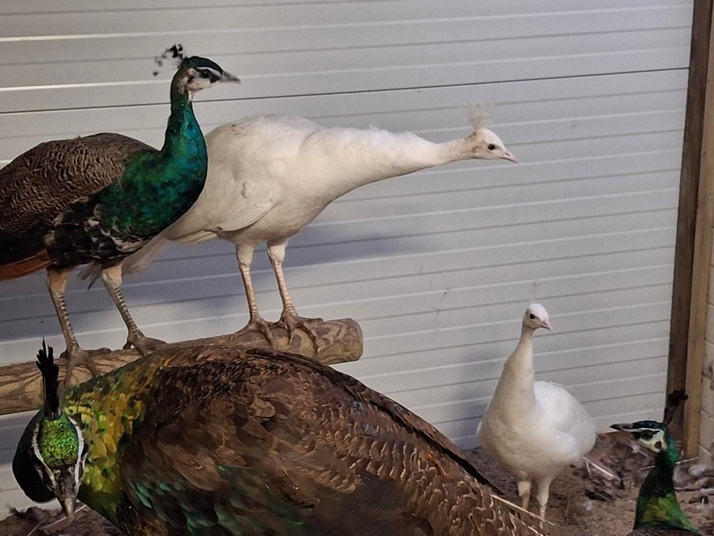 pauwen, Dieren en Toebehoren, Geringd