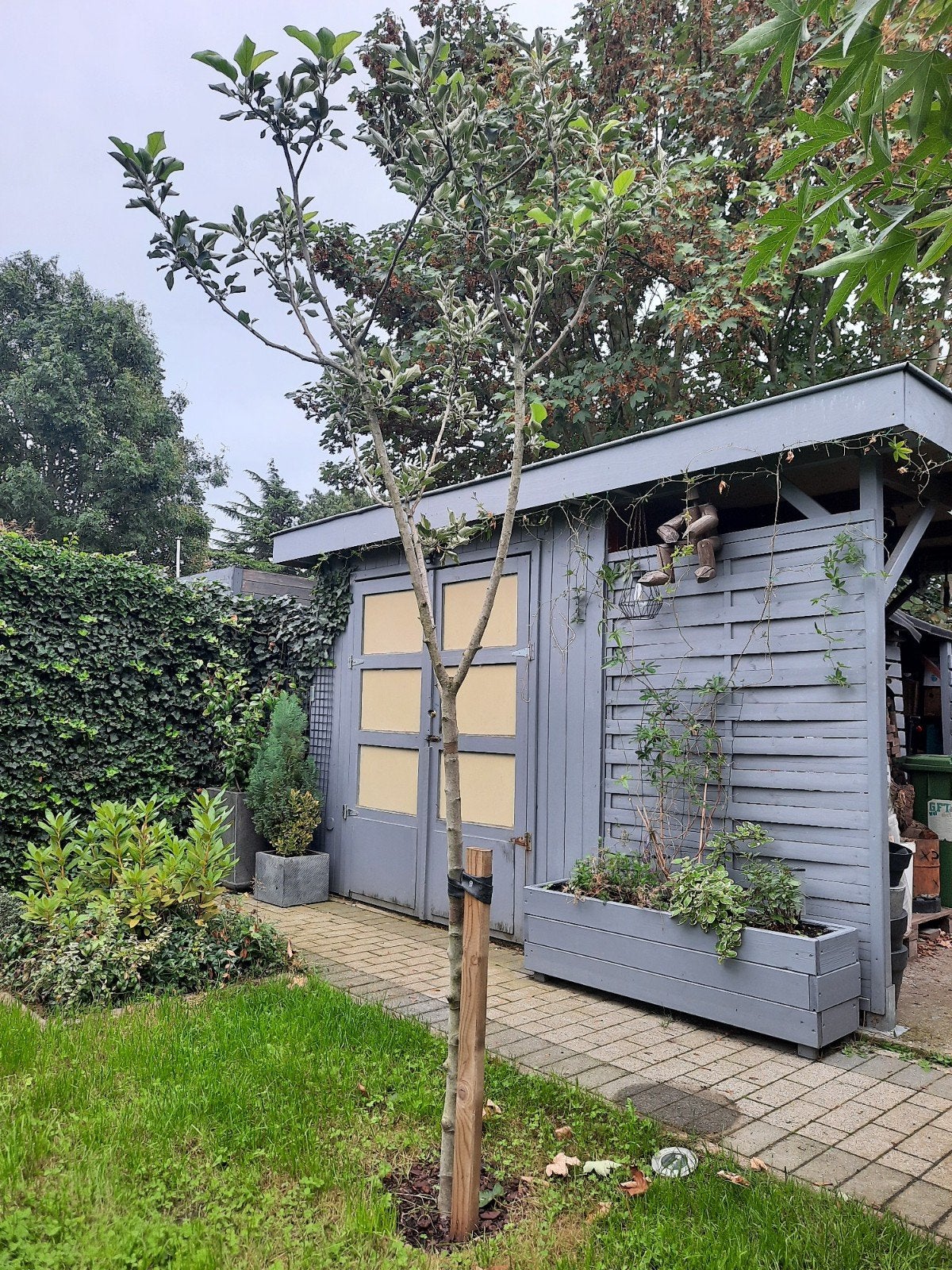 Appelboom H 2,50m lumus rode appelen., Tuin en Terras, Ophalen, Lente, Volle zon, 100 tot 250 cm
