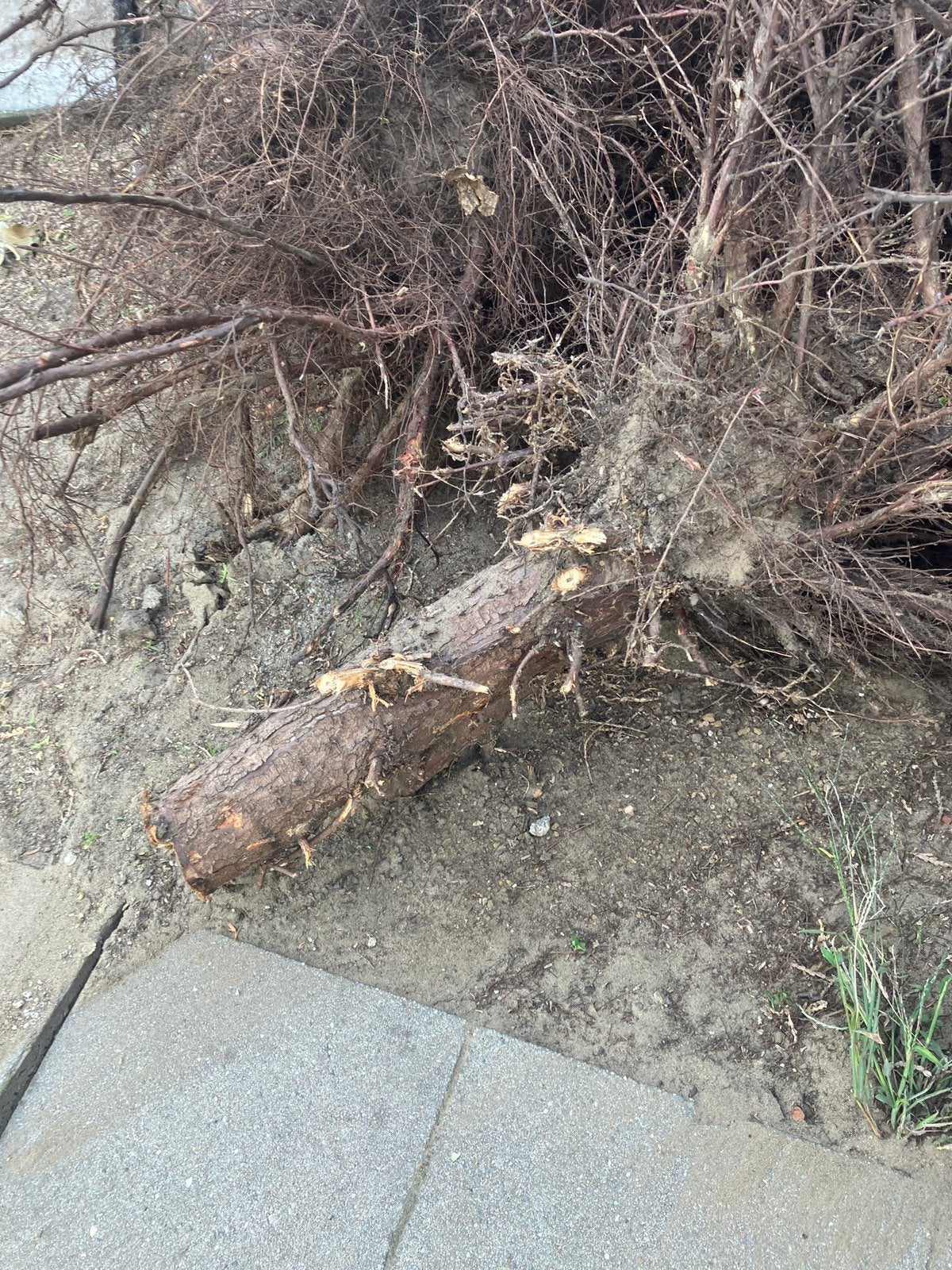 Gratis af te halen stronken, Tuin en Terras, Brandhout, Ophalen
