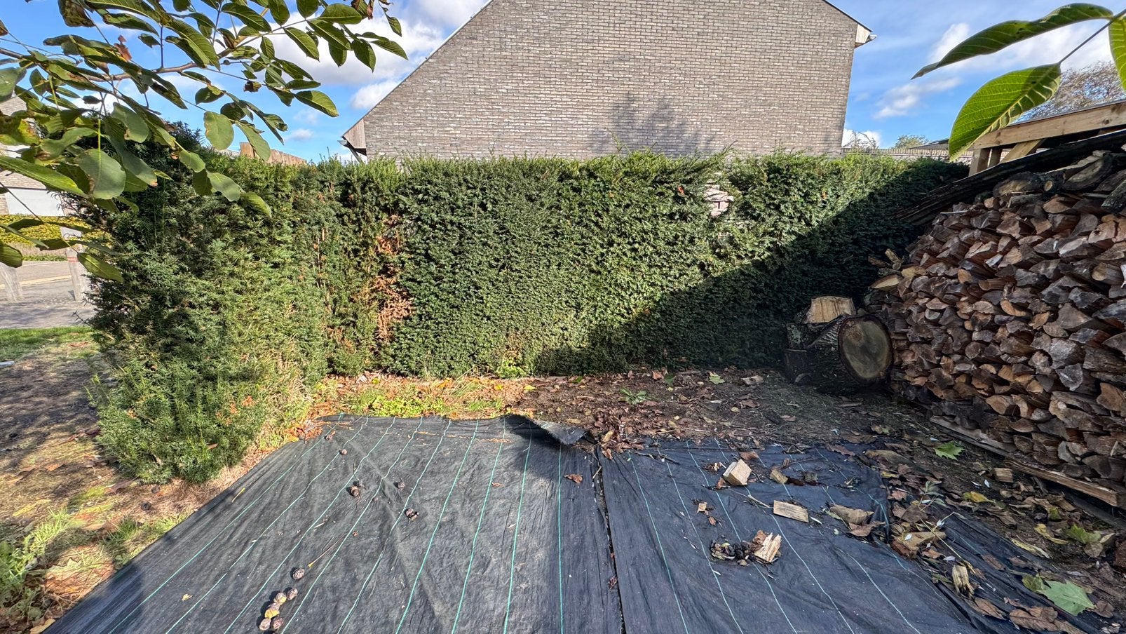 Taxus haag 6 m . 1.80m hoog, Tuin en Terras, Ophalen, Taxus, Haag, 100 tot 250 cm