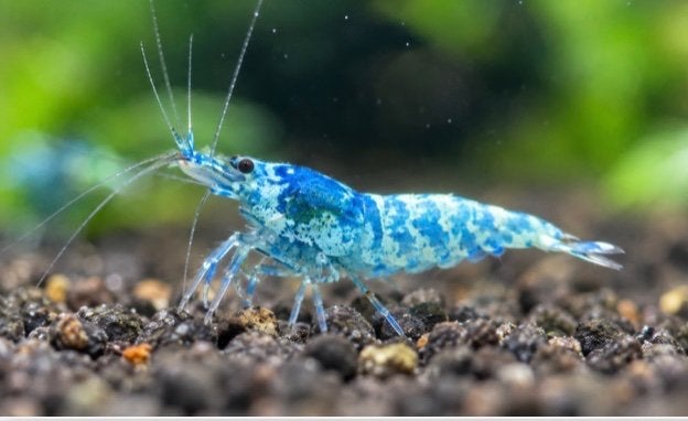Blue bolt garnalen + verzending, Kreeft, Krab of Garnaal, Zoetwatervis, Schoolvis