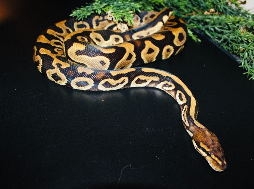 Ball Python/ Regius python 1.0 CYPRESS LEOPARD the CLOWN, Dieren en Toebehoren, Ophalen of Verzenden