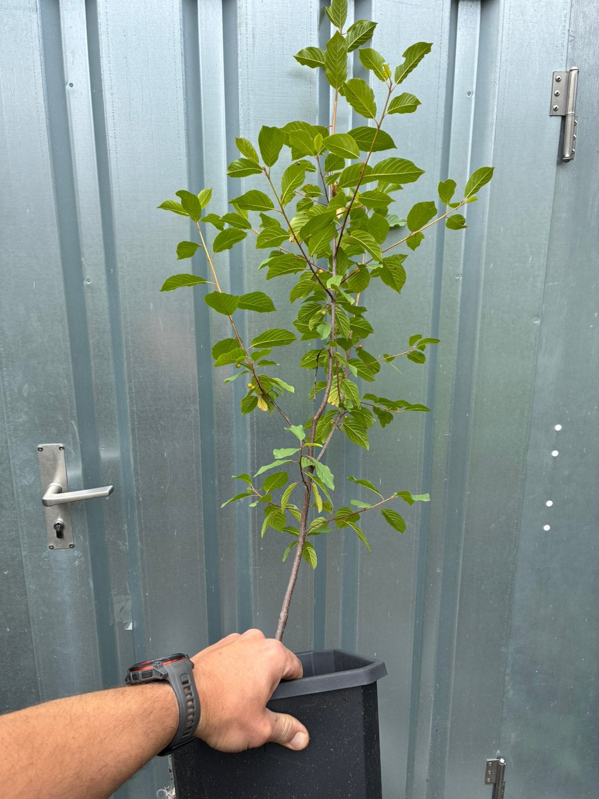 Spork / vuilboom, Tuin en Terras, Ophalen