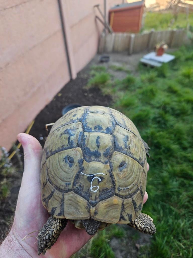 Hermanni Boettgeri-schildpadparen voor volwassenen, Dieren en Toebehoren, Reptielen en Amfibieën, Schildpad