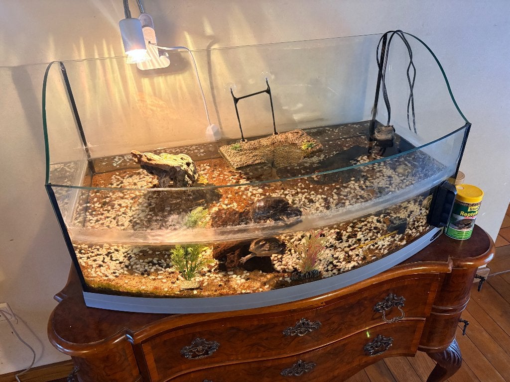 Waterschildpadjes met aquarium, Ophalen
