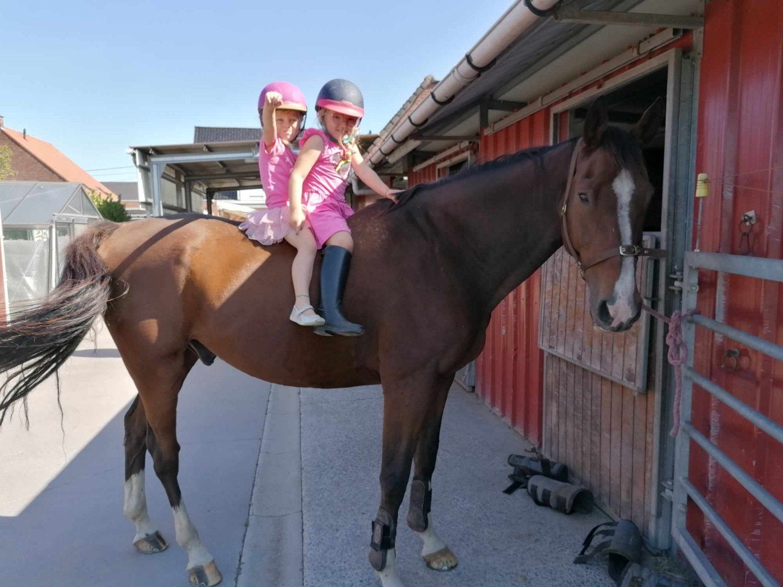 Recreatie paard, Dieren en Toebehoren, Met stamboom, Ruin, Niet van toepassing, 11 jaar of ouder