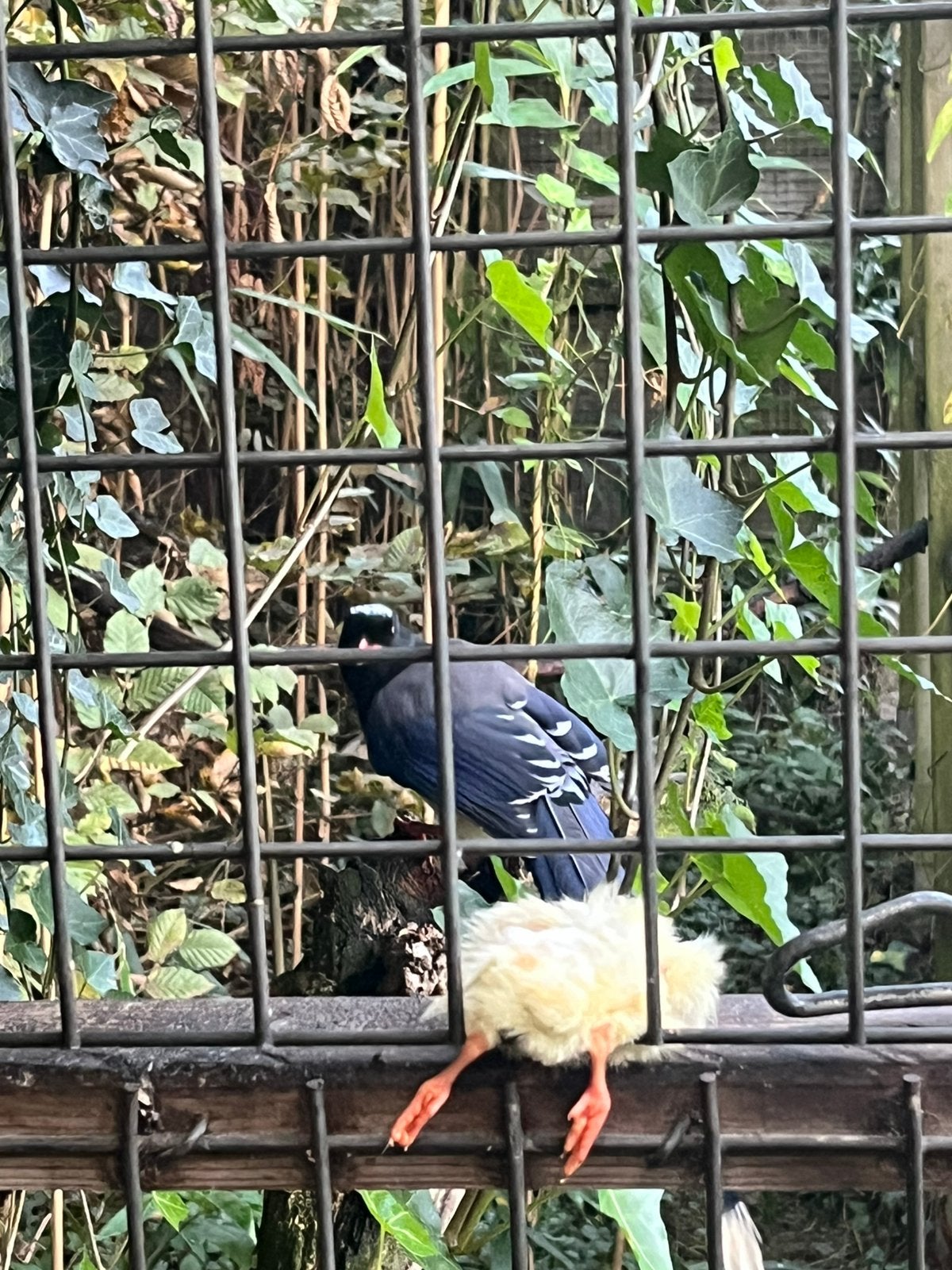 Roodsnavelkitta, Dieren en Toebehoren, Mannelijk, Tropenvogel, Geringd