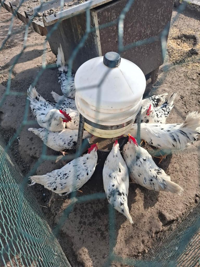 Broedeieren leghorn bont exchequer, Dieren en Toebehoren