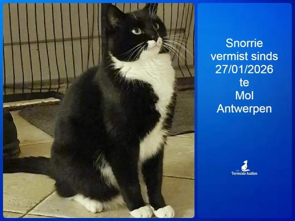 Poes vermist sinds woninginbraak te Mol, Ophalen