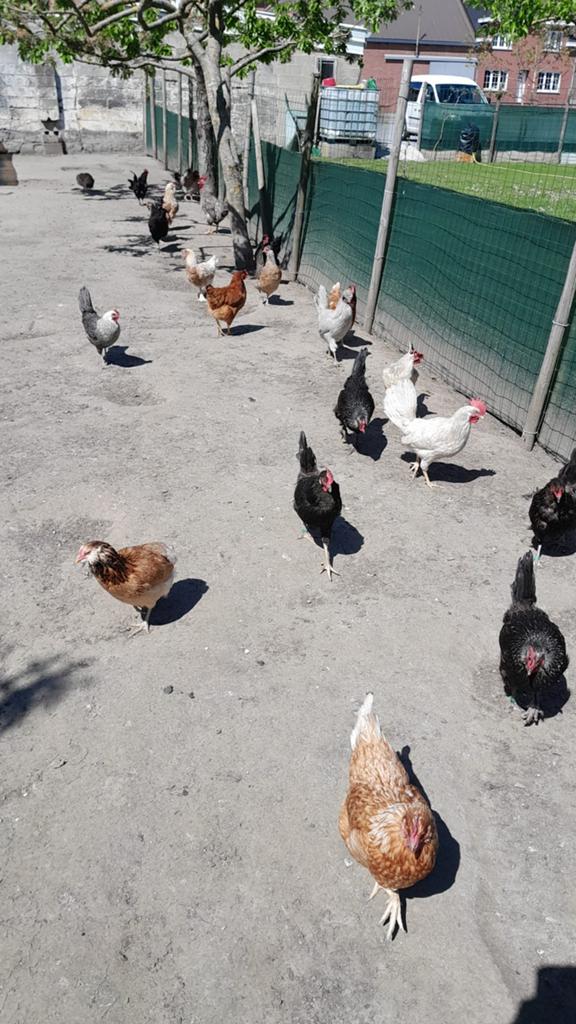 Kippen/hanen, Plusieurs animaux, Poule ou poulet