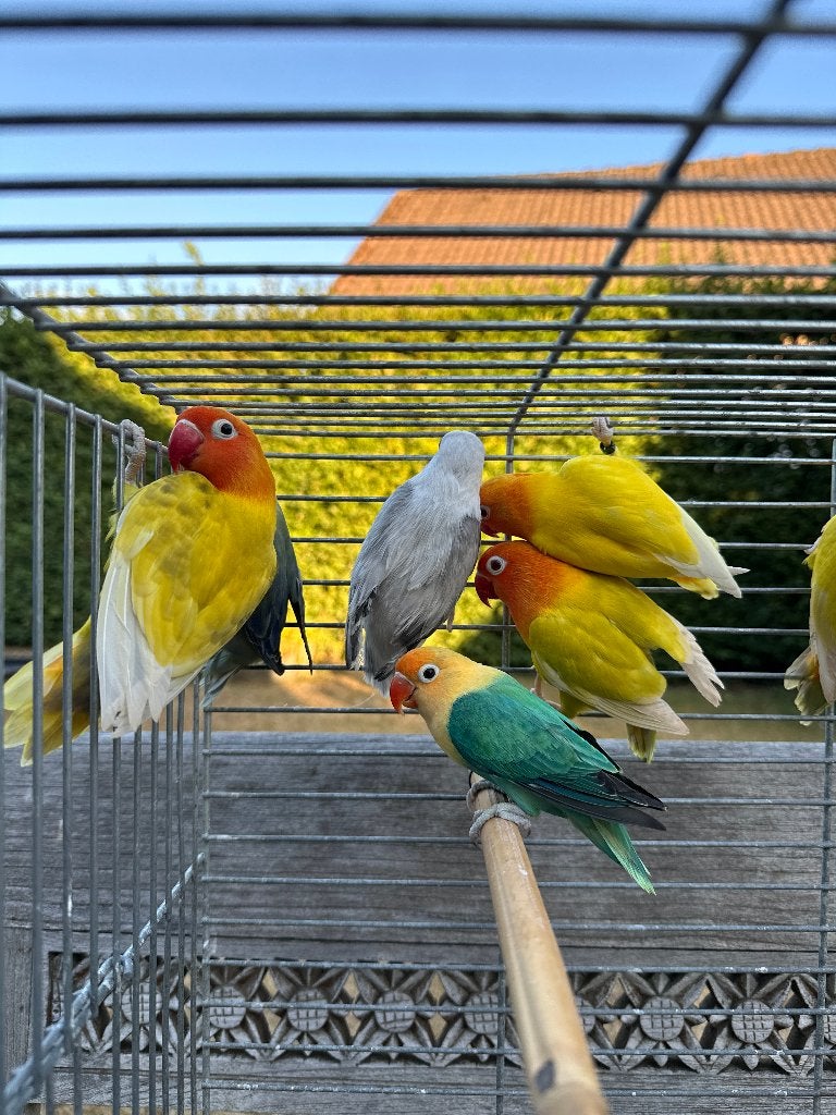 fischeri, Dieren en Toebehoren, Meerdere dieren, Papegaai, Geringd