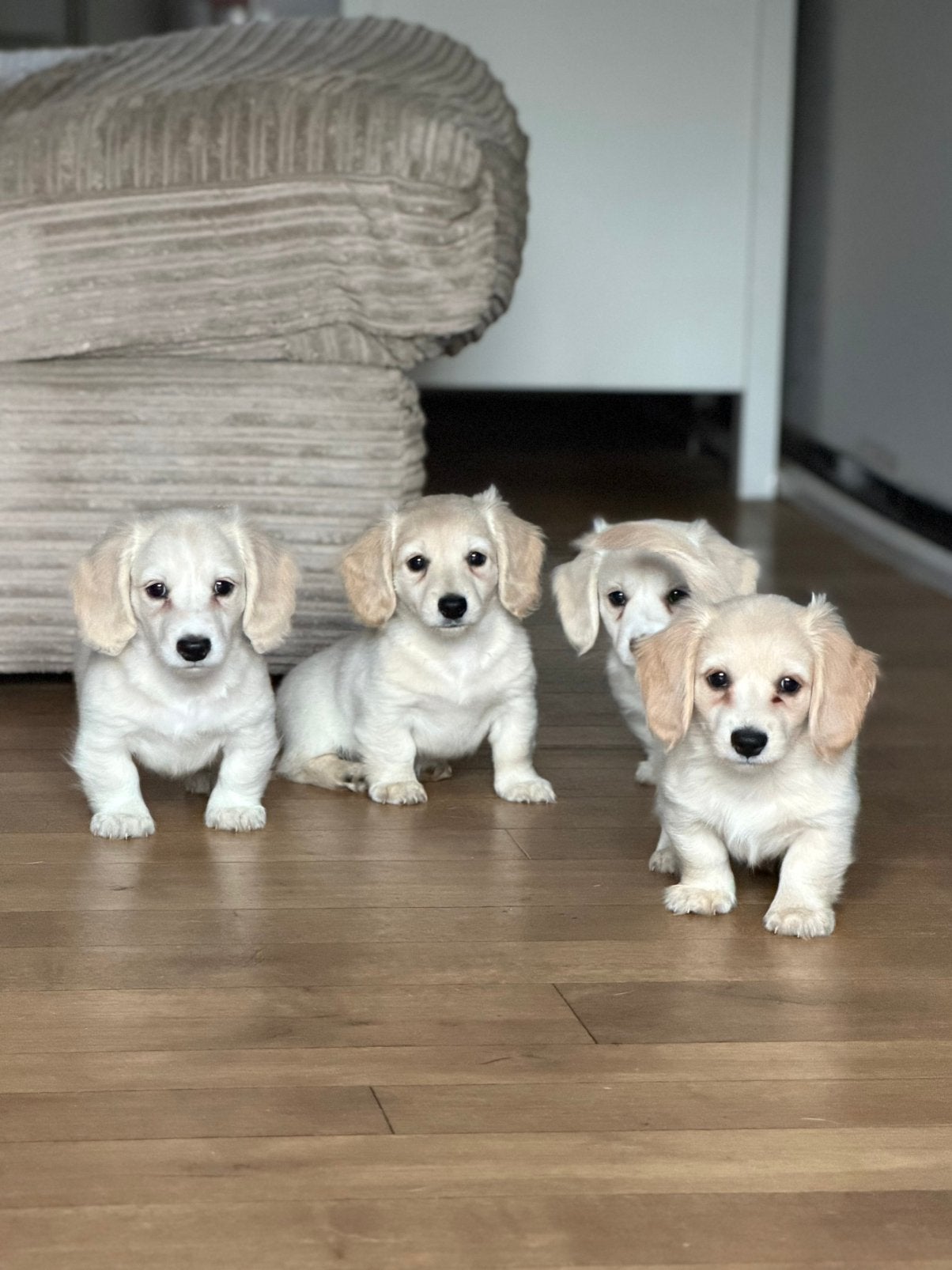 Langhaar creme blonde teckel pups,in huis grootgebracht !!, Kaninchen, België, Fokker | Hobbymatig, Reu