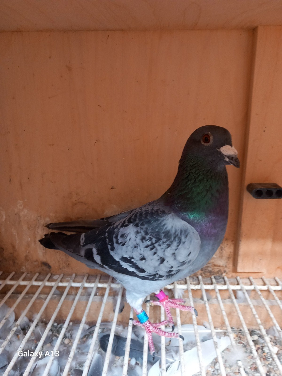 kweekduiver met pedigre, Dieren en Toebehoren, Vogels | Duiven, Mannelijk, Postduif
