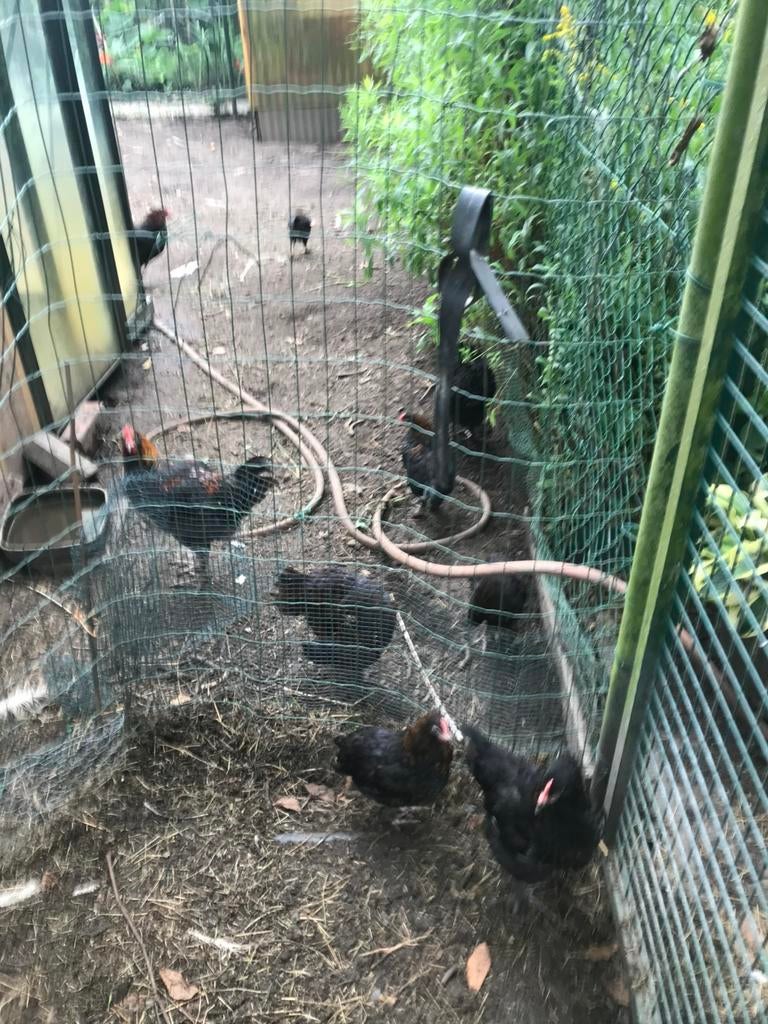 Kippen Marans broedeieren te koop, Animaux & Accessoires
