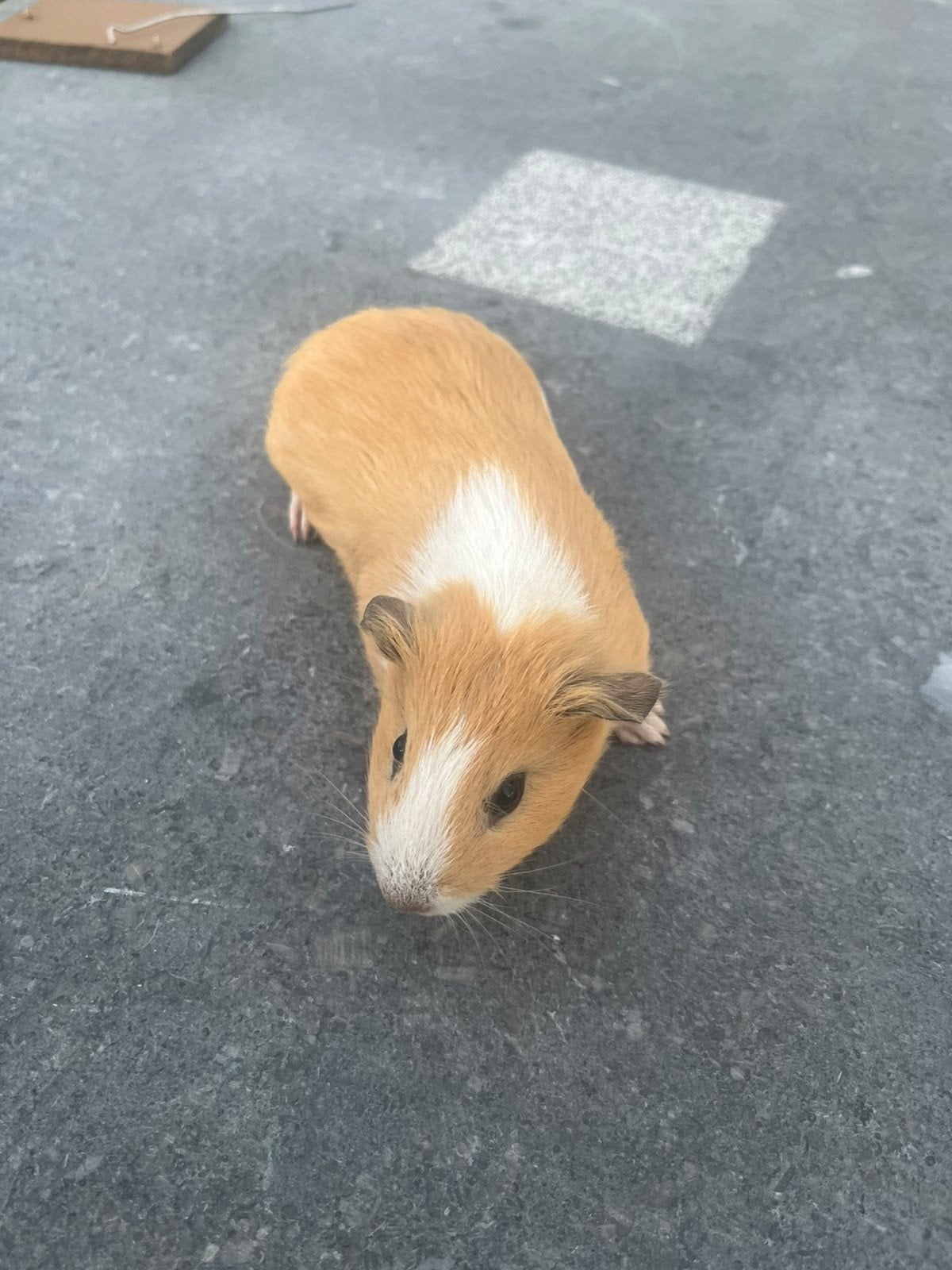 jonge cavia's, geboren 10 augustus, 5 stuks, Cavia, Augustus, Meerdere dieren, Tam