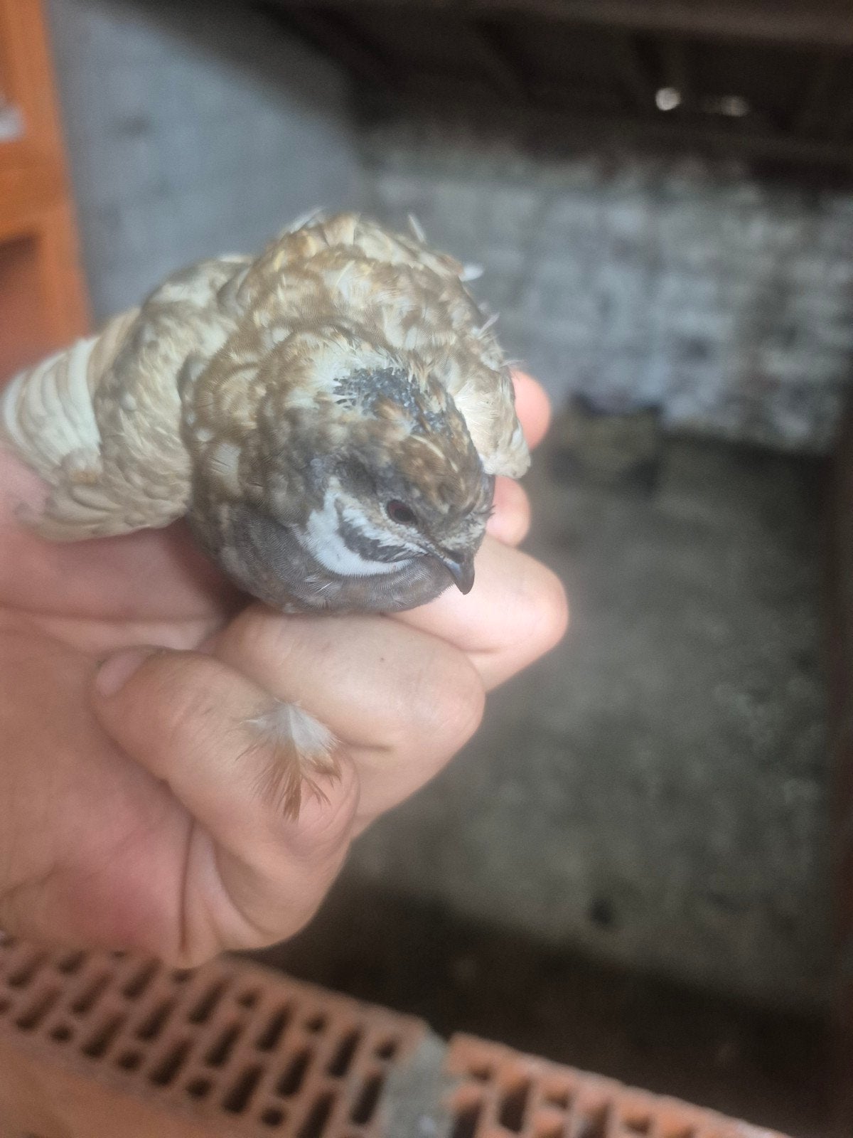 Chinese kwartel haantjes, Dieren en Toebehoren, Vogel